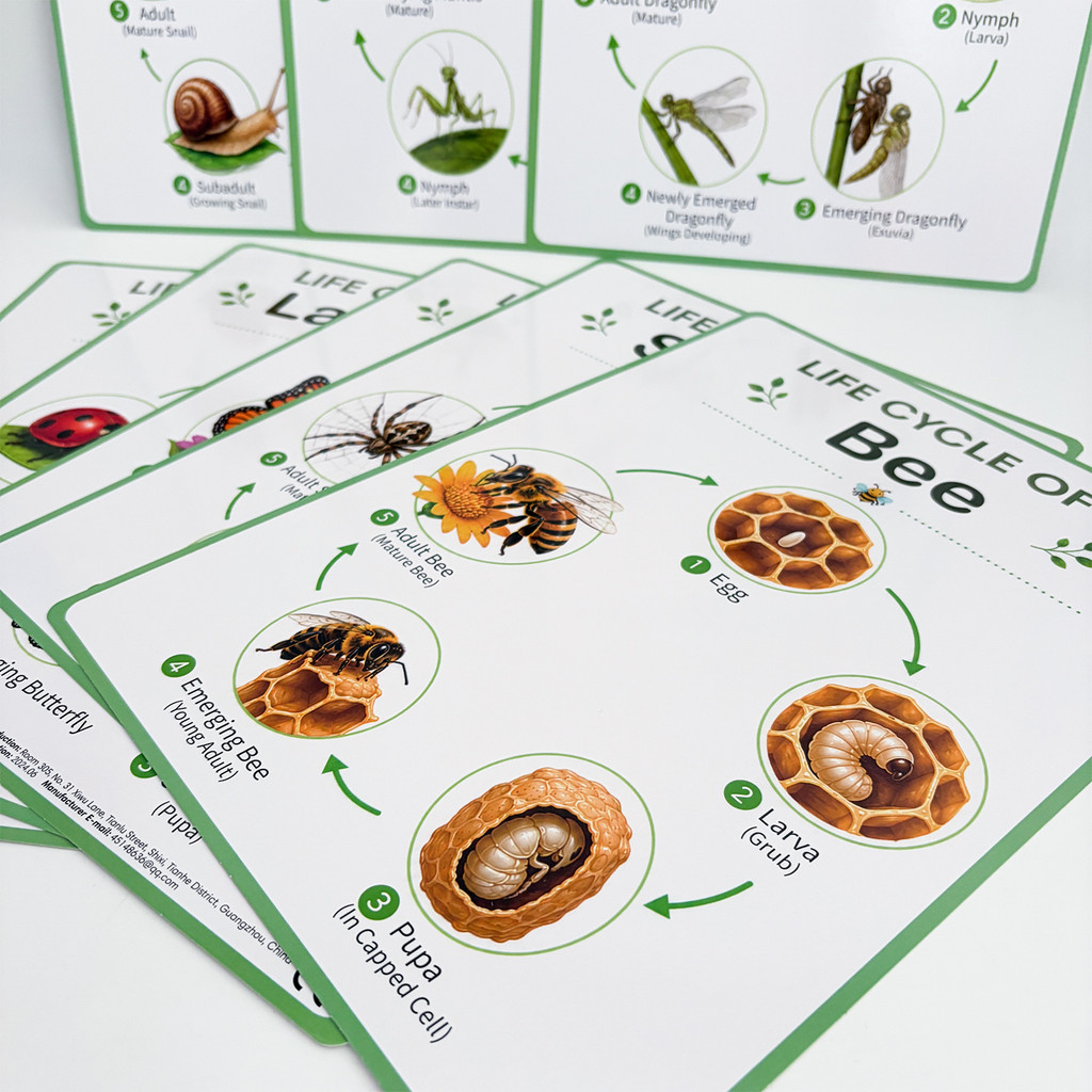 8Pcs Nature Life Cycle Educati - Kids Educational Posters recension och pris